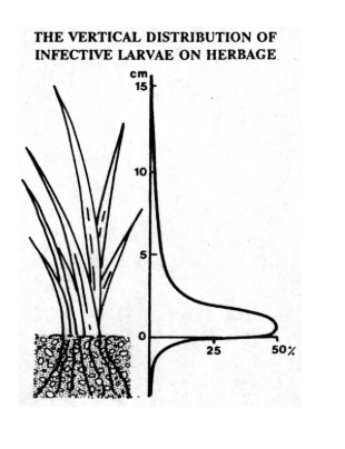 <p>95% of parasite population within pasture (5% within animals)</p><ul><li><p>Close to bottom 2 - 3cm of sward (eggs + L1 - L3)</p></li></ul><ul><li><p>Longer pasture dilutes larval load</p></li><li><p>Avoid over-grazing</p></li></ul><p></p>