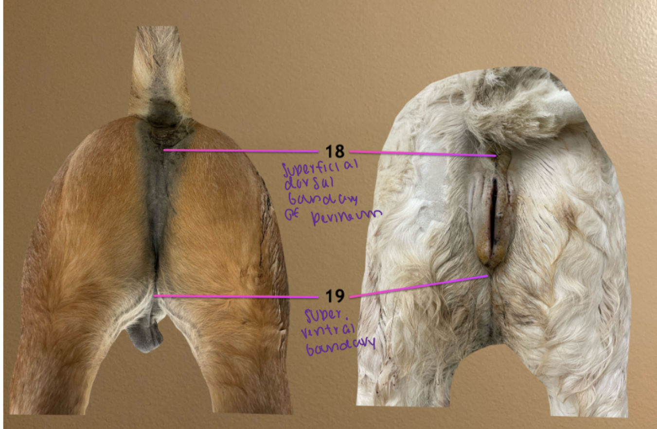 <ol start="18"><li><p>superficial dorsal boundary of perineum</p></li><li><p>superficial ventral boundary of perineum</p></li></ol><p></p>