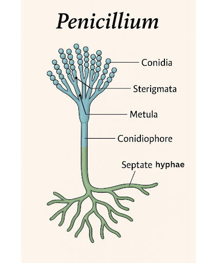 <p>conidia</p><p><span>asexual, unicellular spores dispersed by air for reproduction</span></p>