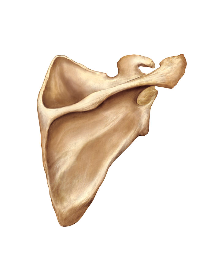 <p>identify the spine of the scapula, the coracoid process, and the acromion process</p>