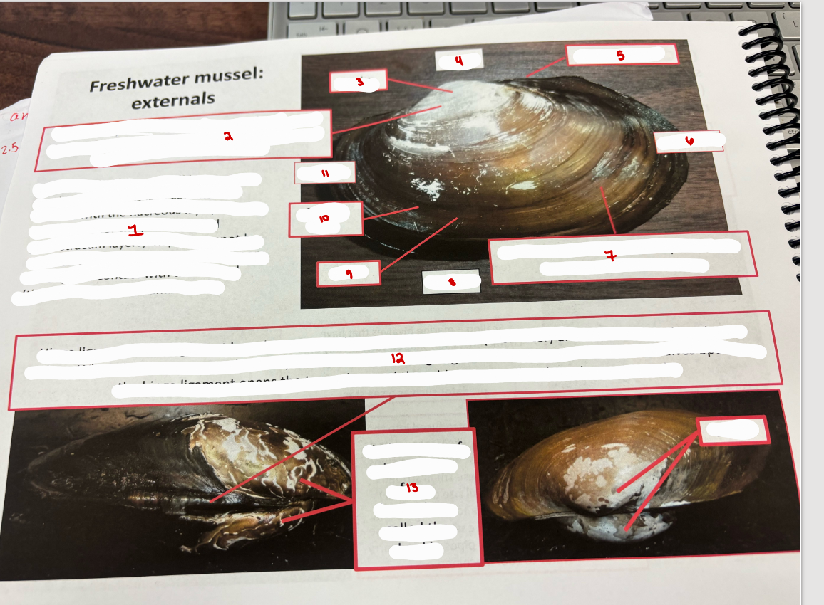 <p>Freshwater Mussel: Externals</p>