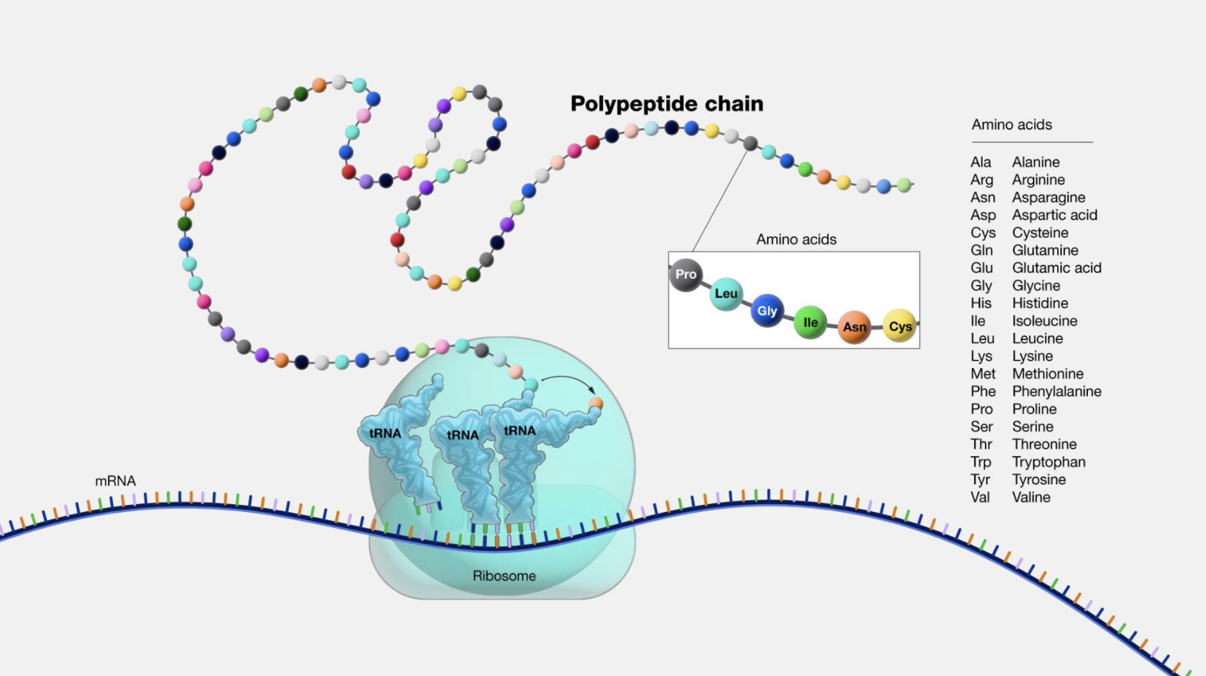 <p><span>The ribosome is the “machine” that builds peptide bonds using tRNAs to bring in the right amino acids in the right order (aka translation)</span></p><ol><li><p>The ribosome reads one mRNA codon at a time → each codon specifies which amino acid to bring</p></li><li><p>tRNA carries one specific amino acid and has an anticodon that matches the mRNA codon</p></li><li><p>Ribosome<strong> </strong>lines up the growing chain </p></li><li><p>Peptide bond forms — the ribosome catalyzes the reaction between the growing chain and the new amino acid </p></li><li><p>Ribosome shifts forward to the next codon, the used tRNA leaves, and a new tRNA comes in</p></li><li><p>Repeat until polypeptide chain is fully built</p></li></ol><p></p>