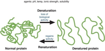 <ul><li><p>substrate concentration (K<sub>m</sub>)</p></li><li><p>pH</p></li><li><p>temperature</p></li><li><p>denaturation</p></li></ul><p></p>