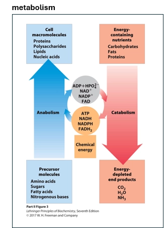 <ul><li><p>sum of chemical rxns in a cell</p></li><li><p>2 broad types - catabolism & anabolism</p></li><li><p>anabolism - building larger molecules (fatty acids, proteins, carbs) things using smaller precursor molecules (eg AAs, sugars, lipids) </p></li><li><p>catabolism - breaking down high E larger molecules, into smaller E depleted molecules</p></li></ul><p>(energy)</p><ul><li><p>all linked to gain & expenditure</p></li><li><p>the ultimate source of E being the sun (=> food => down the food chain to us)</p></li><li><p>anabolism - using E to add things together (E required to make order) via ATP & NADH</p></li><li><p>catabolism - gaining E from breaking down high E compound chemical bonds (increasing disorder) in the form of ATP & NADH</p></li></ul><p>(metabolic pathways)</p><ul><li><p>how rxns are organised</p></li><li><p>typically into distinct purposes (eg Glycolysis E extraction, Glycogenic storing of glucose, Gluconeogenesis synthesis of glucose, waste product elimintation)</p></li><li><p>however these are not linear - are all interdependent, reversible, and complex</p></li></ul><p></p>
