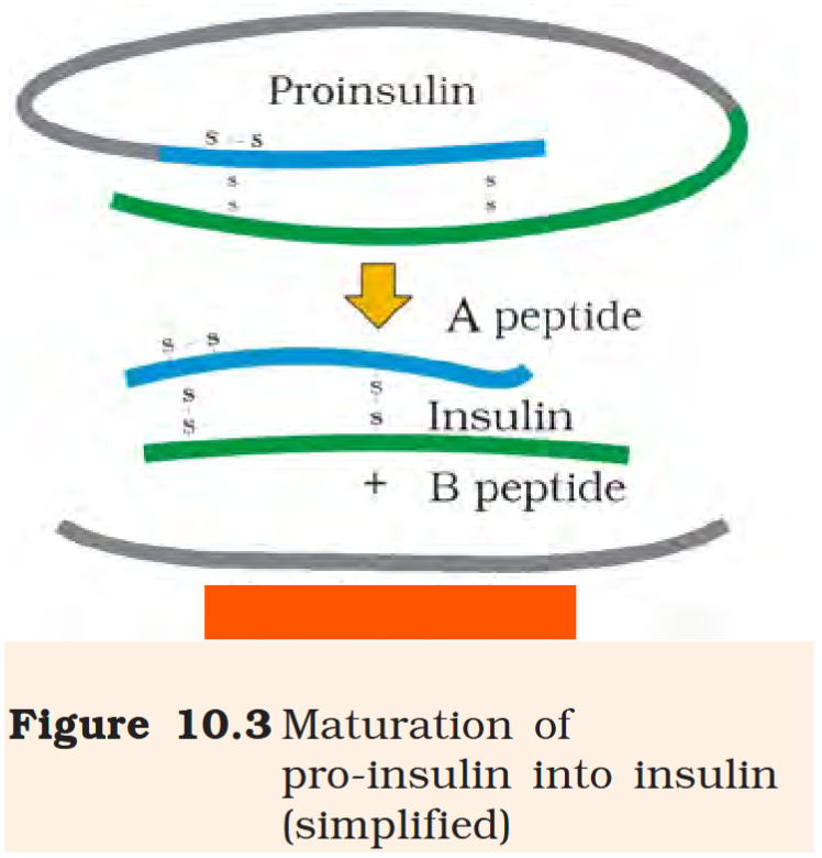 <p>Free C peptide</p>