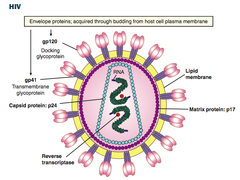 <p>bệnh AIDS (hội chứng suy giảm miễn dịch mắc phải)</p>