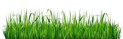 <p>grass</p>