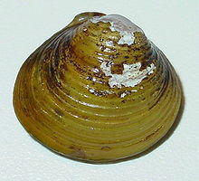 <p>/klæm/ con ngao</p>