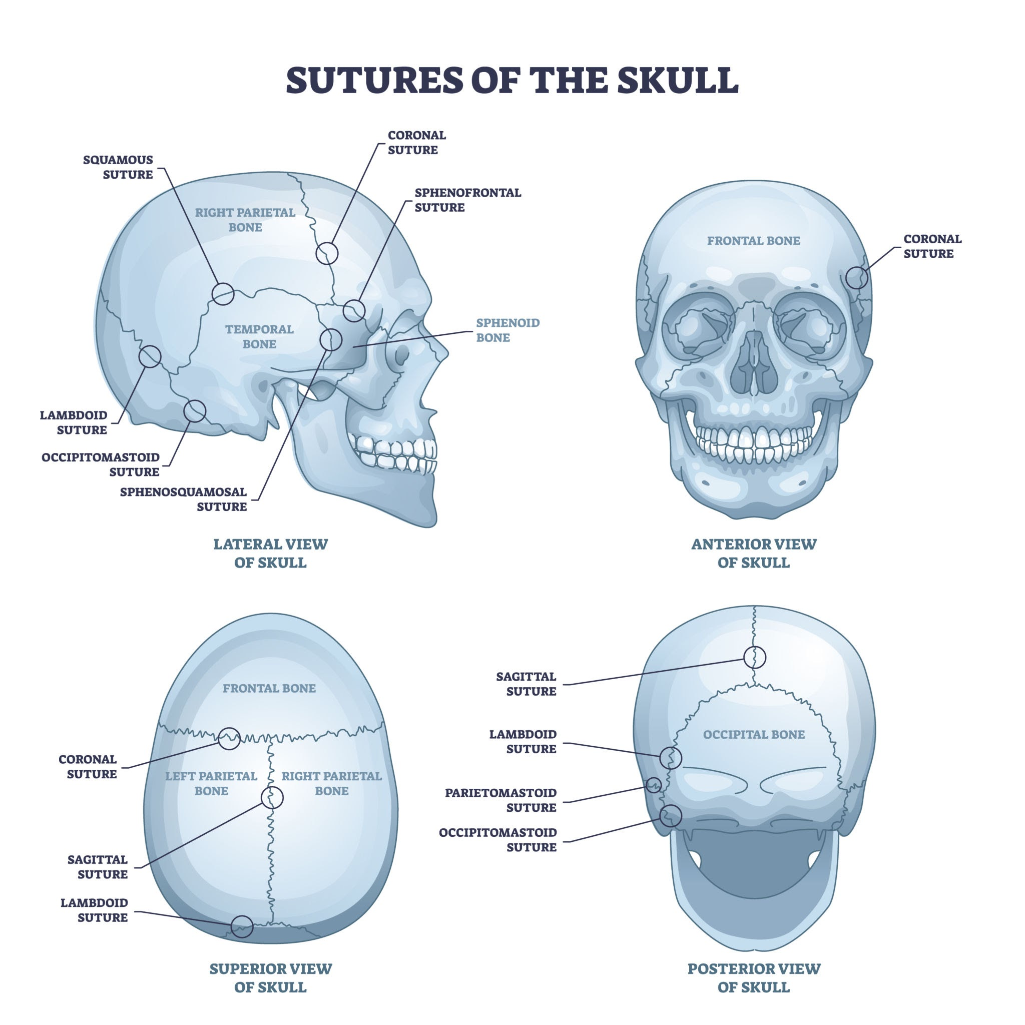 Skull suture anatomical landmarks, AI generated