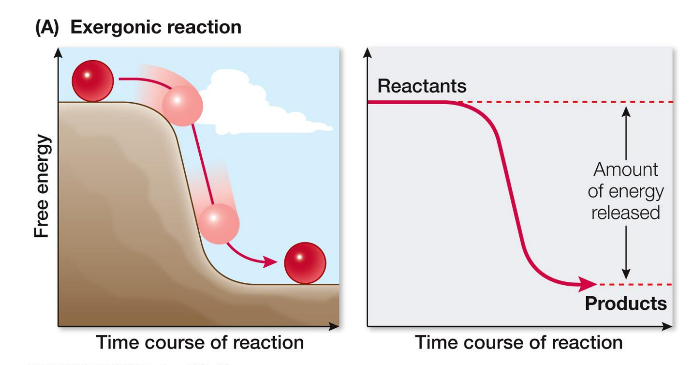 <p>What are the types of energy conversions?</p>