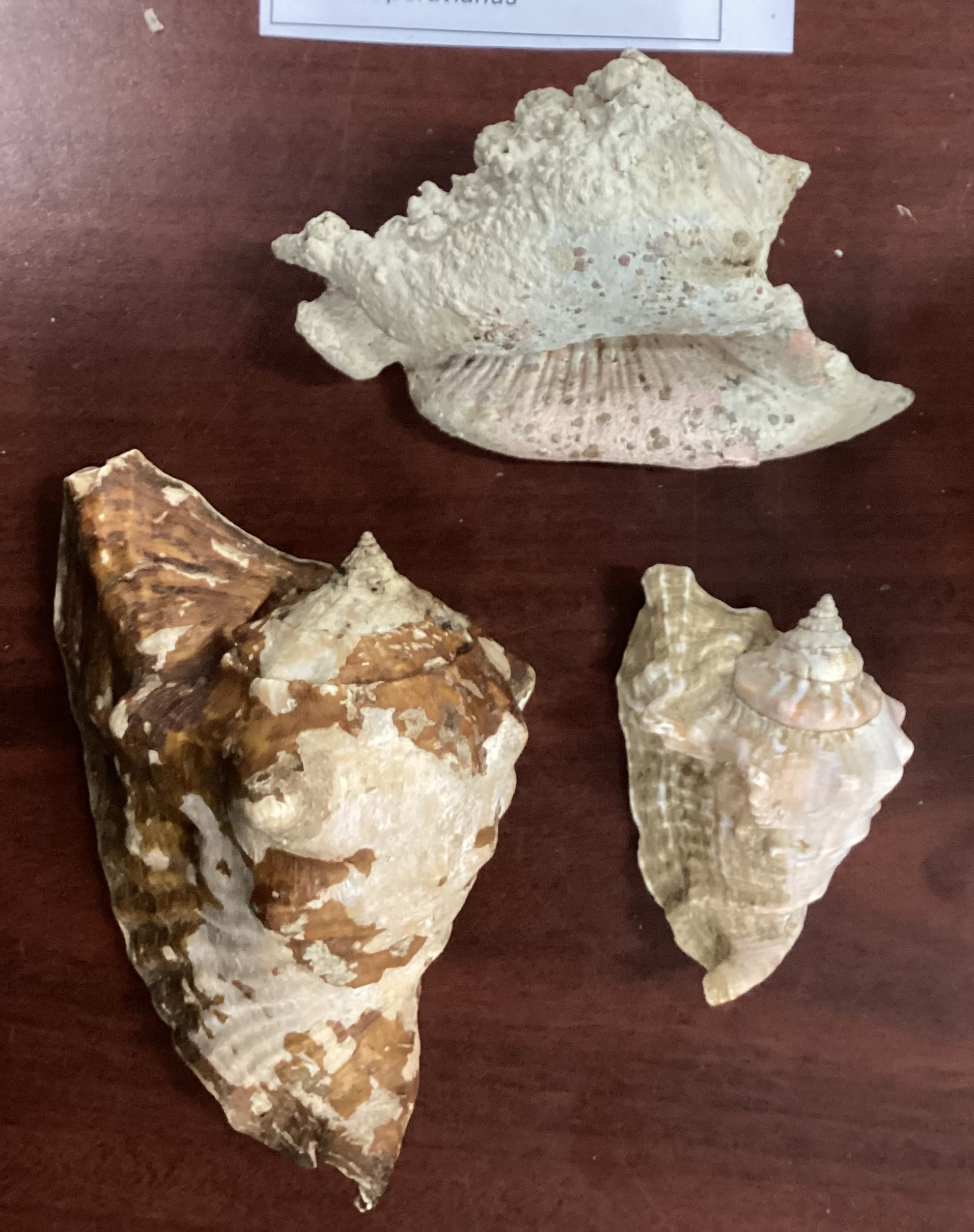 <p><strong>FILO<br>CLASE</strong><br><strong>SUBCLASE</strong><br><strong>ORDEN</strong><br><strong>FAMILIA</strong><br><strong>GÉNERO</strong><br><strong>NOMBRE COMÚN<br>CARACTERÍSTICAS</strong><br><strong>RÁDULA<br>ALIMENTACIÓN <br>HÁBITAT</strong></p>