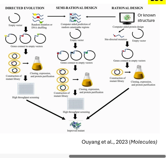 <ul><li><p>whats done in reality, rather than a defined Rational or Directed Evo approach</p></li><li><p>making do with the combination of info u start with</p></li><li><p>also aided by the up and coming advances in AI tools, gotten better and getting better (Eg Alphafold to predict protein structure, may not be entirely accurate but can provide a good guess )</p></li><li><p>helps figure out AS enzyme structure from DNA sequence - so helpful for these examples where we want to change the AS to do a purpose we want, whether rational or directed to hope it happens ranomly</p></li><li><p>AI can then help see what mutations will give effects we want (reverse)</p></li><li><p>Semi = higher chance of a variant with the desired function</p></li></ul><p></p>