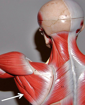 <p>Muscle, Action. Perform the action on your own body</p>