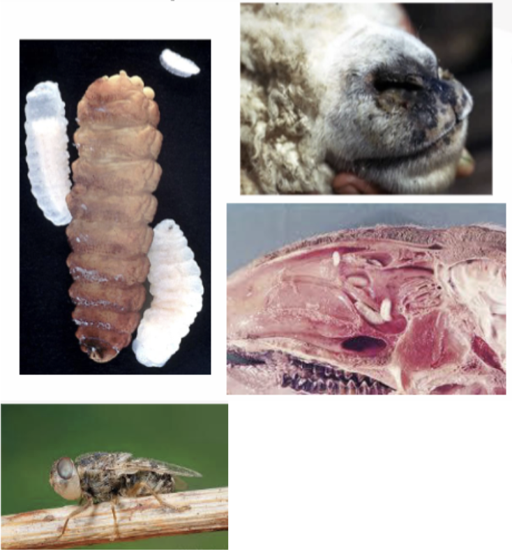 <p>Whats this fly’s common name?</p>