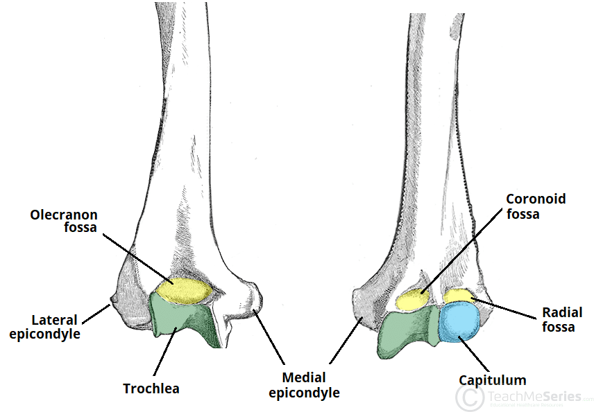 <p>What are the distal landmarks of the humerus?</p>