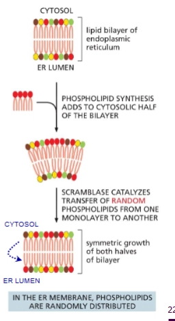 <p>Phospholipids are synthesized in cytosolic leaflet of ER which means the membrane needs to be evened out.</p>
