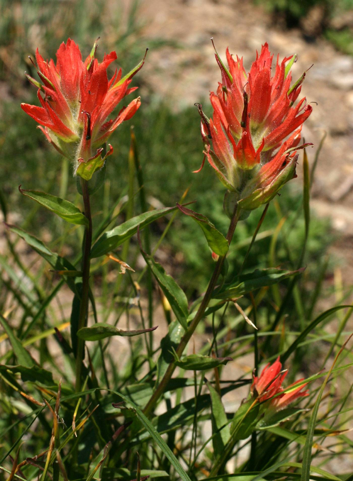 <p>Great red Indian paintbrush </p><p>Orobanchaceae </p><p>red bracts, grows near grass to parasitize them, green flowers </p><p></p>