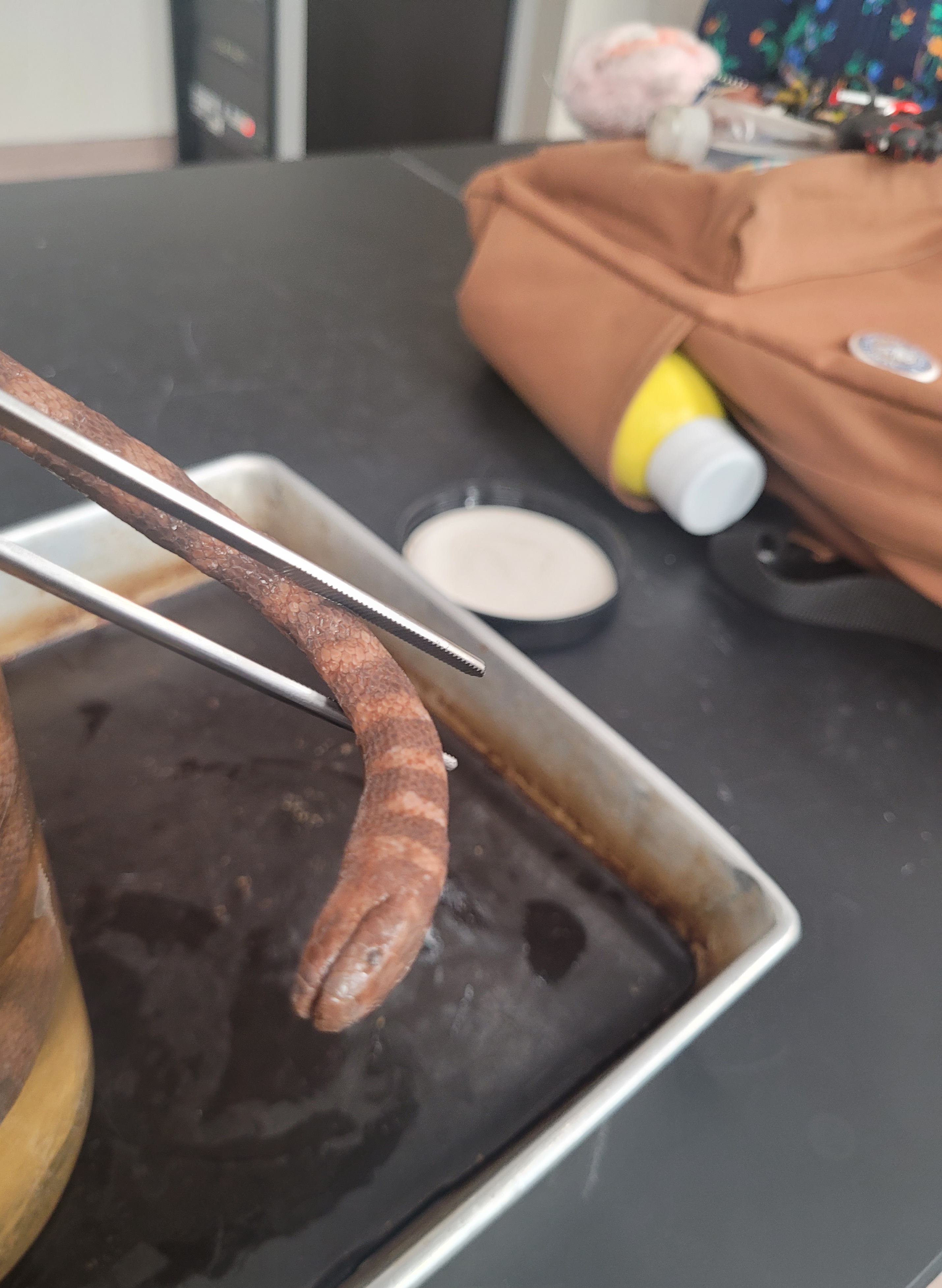 <p>What species is this</p>