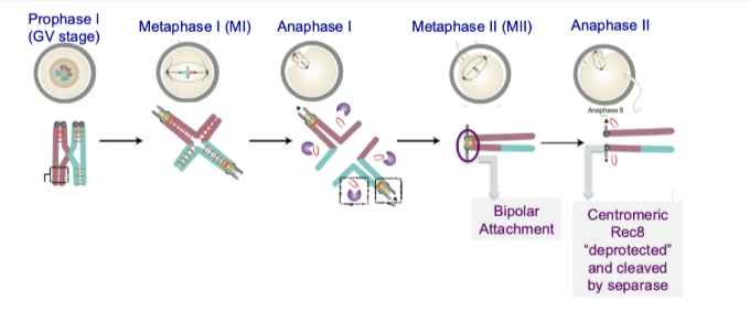 <ul><li><p><strong>Shugoshin is removed/degraded</strong> between meiosis I and II</p></li><li><p>Centromeric cohesin becomes <strong>“deprotected”</strong></p></li><li><p><strong>Separase cleaves cohesin (Rec8)</strong></p></li><li><p>Sister chromatids finally <strong>separate</strong></p><ul><li><p>Shugoshin removal is key step between M1 and M2</p></li></ul></li></ul><p></p>