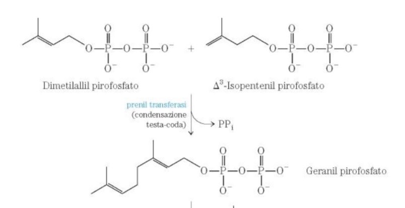 <p>Sostituzione nucleofila e condensazione testa-coda</p>
