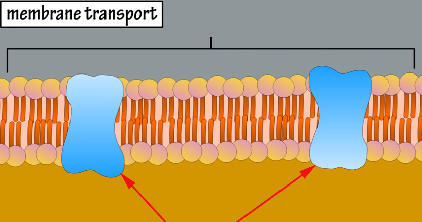 <p><span>What are these structures as shown by the arrows?</span></p>