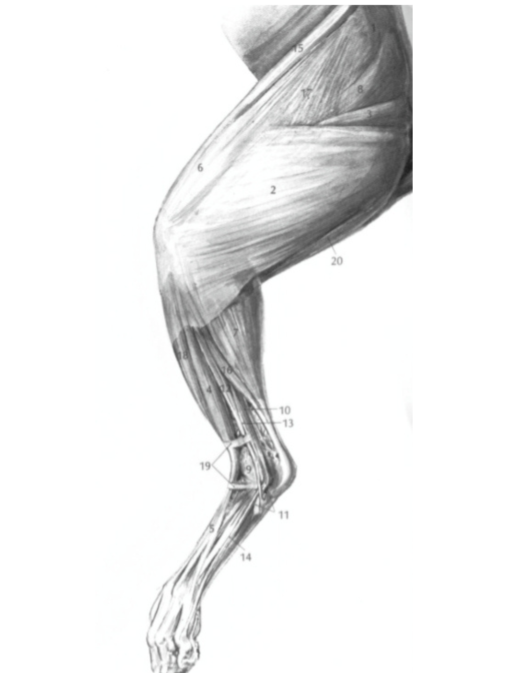 <p>Where is the tibialis anterior?</p>
