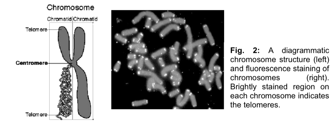 <ul><li><p>biological information contained in a genome is encoded in its DNA and is functionally divided into discrete units called genes </p></li><li><p>gene: a gene is a section of the <strong>DNA</strong> that contains the information in the form of a <strong><u>specific</u> sequence of nucleotides/bas</strong>e to<strong> direct the synthesis</strong> of one polypeptide chain or RNA </p><ul><li><p>unit of inheritance located in a fixed position (locus) on the chromosome which specifies a particular character of an organism </p></li></ul></li></ul><ol><li><p><mark data-color="yellow" style="background-color: yellow; color: inherit;">Genes are carried on chromosomes</mark> </p></li></ol><ul><li><p>each gene resides in a specific location along the chromosome called the <strong>gene locus</strong> </p></li></ul><p></p><ol start="2"><li><p><mark data-color="blue" style="background-color: blue; color: inherit;">Most eukaryotic genes are distributed among a species-specific number of </mark><strong><mark data-color="blue" style="background-color: blue; color: inherit;">linear chromosomes</mark> </strong></p></li></ol><ul><li><p>recall: DNA structure and replication </p><ul><li><p>each chromosome is composed of a single DNA molecule (double helix) packaged with various histone and nonhistone proteins (e.g. scaffold proteins) found in the nucleus </p></li><li><p>a small proportion of eukaryotic DNA is found in the mitochondria </p></li><li><p>in the case of photosynthetic organisms, DNA is also found in the chloroplasts </p></li></ul></li></ul><p></p><ol start="3"><li><p><mark data-color="red" style="background-color: red; color: inherit;">Every eukaryotic cell has a complete copy of the nuclear genome</mark> </p></li></ol><ul><li><p>each cell nucleus (except gametes) contains 2 sets of chromosomes, one from each parent - diploid cells </p></li><li><p>either set of chromosomes is known as <strong>haploid</strong> set of chromosomes </p></li><li><p>a <u>compete</u> eukaryotic genome comprises </p><ul><li><p>one complete copy of genetic information carried by a <strong>haploid</strong> set of linear chromosomes in the nucleus (nuclear genome) </p></li><li><p><strong>mitochondrial</strong> <strong>genome</strong> (consists of a single small circular DNA molecule) </p></li><li><p><strong>chloroplast</strong> <strong>genome</strong> (in photosynthetic organisms only) which is also composed of one small circular DNA molecule </p></li></ul></li></ul><p></p><ol start="4"><li><p><mark data-color="purple" style="background-color: purple; color: inherit;">The human nuclear genome</mark> </p></li></ol><ul><li><p>in humans, a complete copy of the nuclear genome comprises of ~3 × 10^9 DNA nucleotide base pairs distributed over 22 different autonomies and one of the two sex chromosomes (X or Y chromosomes) </p></li><li><p>human genome sequence refers to the complete nucleotide sequence of DNA in these 23 chromosomes</p><ul><li><p>diploid - a human somatic cell (i.e. cell that is not a germ cell or gamete) contains about twice this amount of DNA </p></li></ul></li></ul><p></p>