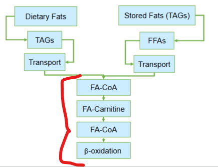 <p>The convergence of fatty acids from dietary or stored lipids to fatty acyl-CoA to mitochondrial degredation is critical in what way? </p>