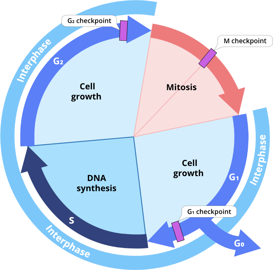 <p><strong>daughter </strong></p><ol><li><p><strong>G<sub>1, </sub></strong>G<sub>0, </sub>not </p></li><li><p><strong>G<sub>2, </sub></strong>replicated, not </p></li><li><p><strong>M, </strong>mitosis, sister </p></li></ol><p></p>