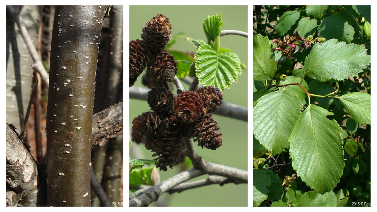 <p>Alnus incana</p>
