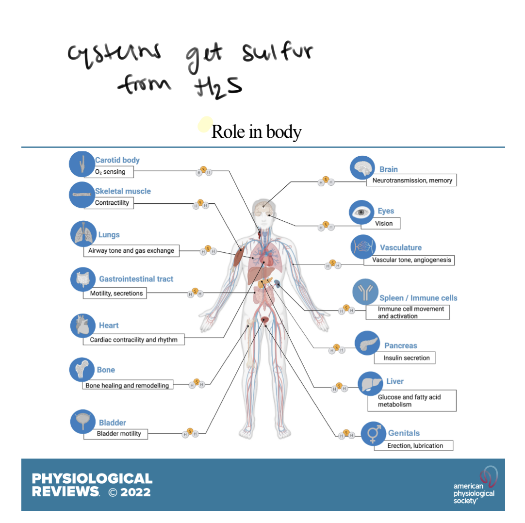 <p>CV system: H2S contributes to <mark data-color="yellow" style="background-color: yellow; color: inherit;">vasodilation </mark>by relaxing smooth muscle cells in blood vessels - <mark data-color="yellow" style="background-color: yellow; color: inherit;">helps regulate blood pressure</mark></p><p>NS: <mark data-color="yellow" style="background-color: yellow; color: inherit;">Learning and memory</mark></p>