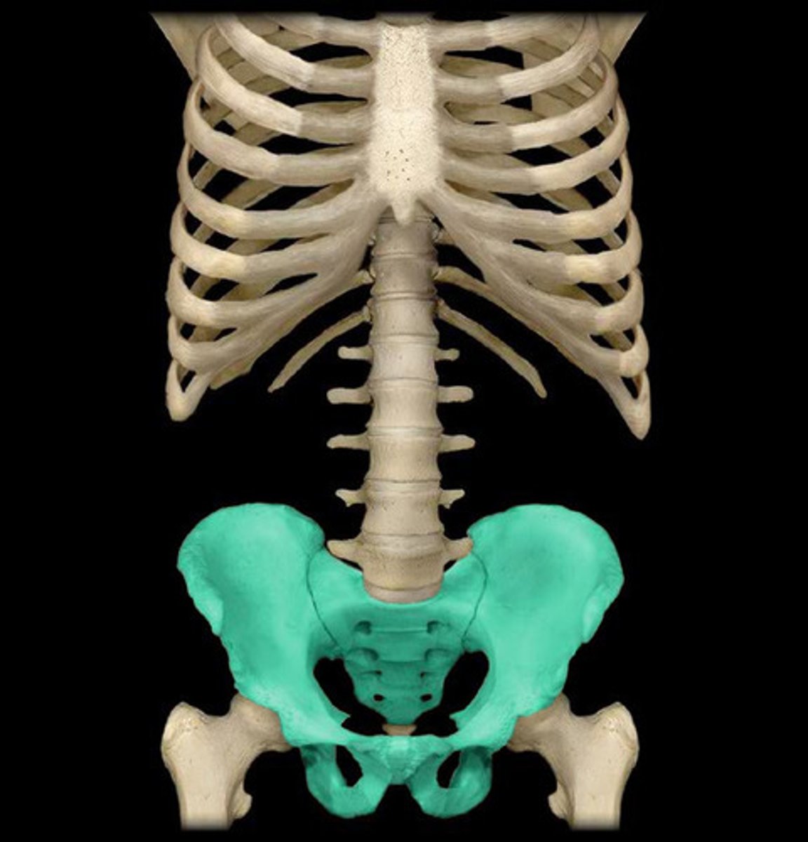 <p>coxal bones and sacrum</p>