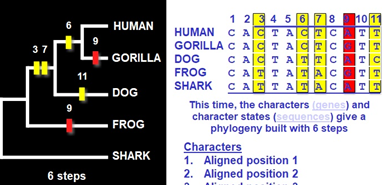 <p>How many steps does the molecular phylogeny in this example require?</p>