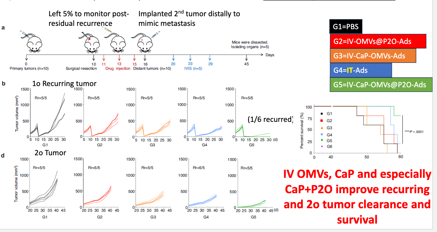 <p>inoculated with tumor → surgically removed 95%, leaving 5% on day 10 → drug injection day 11, 13, 25 → implant 2nd tumor distally to mimic metastasis → IVIS day 20, 23, 29 → mice dissected day 45</p><ul><li><p>found IV OMVs, CaP and especially Ca+P2O improve recurring and 2o tumor clearance and survival</p></li></ul><p></p>