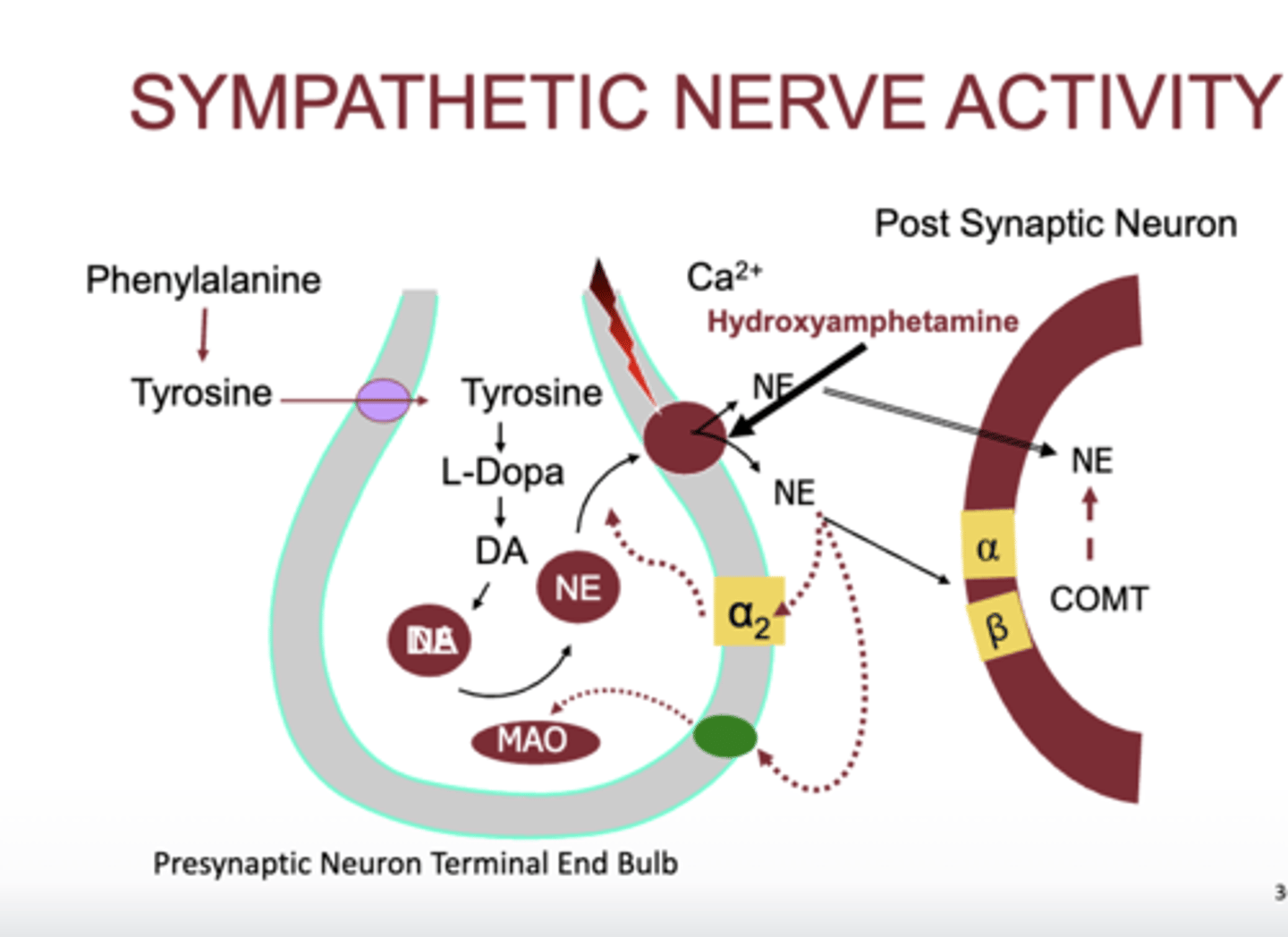 <p>- hydroxyamphetamine causes the release of norepinepheine</p><p>- indirect acting agonist</p><p>- norepinephrine then binds to A1</p>