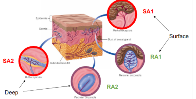<ul><li><p><strong><u>slowly adapting (SA) fibers</u></strong>: <u>fire continuously </u>as long as pressure is applied</p><ul><li><p><u>Merkel receptor</u></p></li><li><p><u>Ruffini cylinder</u></p></li></ul></li></ul><p><span style="color: rgb(169, 163, 163);">(<strong><u>s</u>lowly </strong>adapting fibers have <strong><u>s</u>horter names</strong>)</span></p><ul><li><p><strong><u>rapidly adapting (RA) fibers</u></strong>: <u>fire at onset and offset</u> for stimulation</p><ul><li><p><u>Meissner corpuscle</u></p></li><li><p><u>Pacinian corpuscle</u></p></li></ul></li></ul><p><span style="color: rgb(161, 158, 158);">(<strong>rapidly </strong>adapting fibers have <strong>longer names</strong>)</span></p><p>(ex. of firing for RA fibers: fire when pencil comes in contact w/ finger &amp; fires when pencil is taken off of finger</p><p>^ aka from no contact to contact &amp; contact to no contact</p><p>where it rapidly adapts to contact <span style="color: rgb(158, 155, 155);">in no contact→<u>contact</u>→no contact</span> )</p><p>______________</p><p>surface and deep sets each have a <u>SA and FA fiber</u></p><p>_</p><p>surface mechanoreceptors: ← “1”</p><ul><li><p>Merkel receptors (SA1)</p></li><li><p>Meissner receptors (RA1)</p></li></ul><p>deep mechanoreceptors: ← “2”</p><ul><li><p>Ruffini cylinders (SA2)</p></li><li><p>Pacinian corpuscle (RA2)</p></li></ul><div data-type="horizontalRule"><hr></div><p>(SA and FA fibers aren’t relative to location, but surface and deep receptors are grouped relative to location/depth)</p>