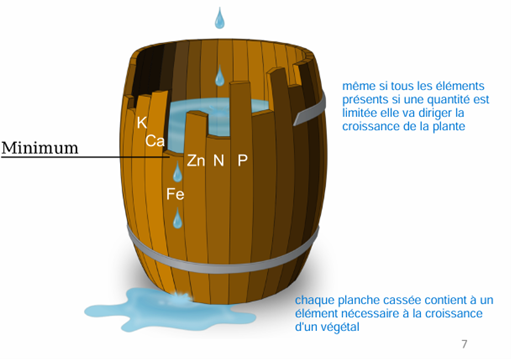 <p>Le tonneau représente la croissance ou la performance globale d’un organisme, comme une plante, tandis que chaque planche correspond à un facteur écologique nécessaire à cette croissance, par exemple des nutriments (azote, phosphore, fer…), mais aussi l’eau, la lumière ou l’oxygène. Ces planches ont des hauteurs différentes car chaque facteur est présent en quantité variable dans le milieu : certains sont abondants, d’autres rares.</p><p>Le niveau d’eau dans le tonneau symbolise le niveau réel de croissance que l’organisme peut atteindre. Cependant, l’eau ne peut pas monter plus haut que la planche la plus courte, car elle s’échappe à ce niveau. Cela signifie que la croissance est limitée non pas par l’ensemble des facteurs, mais par celui qui est le plus déficient : c’est le facteur limitant. Ainsi, même si tous les autres facteurs sont présents en grande quantité, un seul élément manquant suffit à bloquer la croissance. Par conséquent, augmenter un facteur non limitant n’a aucun effet sur la croissance, puisque le facteur limitant continue de fixer la limite. Pour améliorer la croissance, il faut donc identifier et corriger ce facteur limitant.</p>