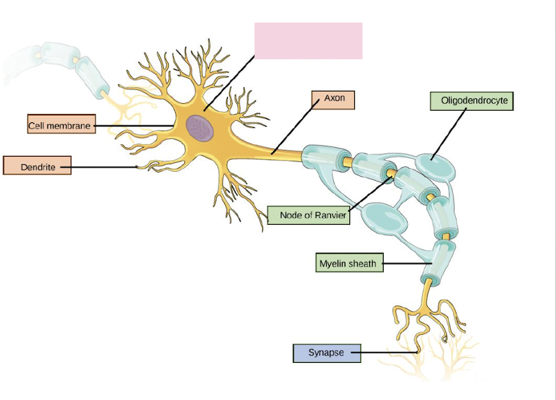 <p>Contains nucleus and organelles needed for cellular function</p>