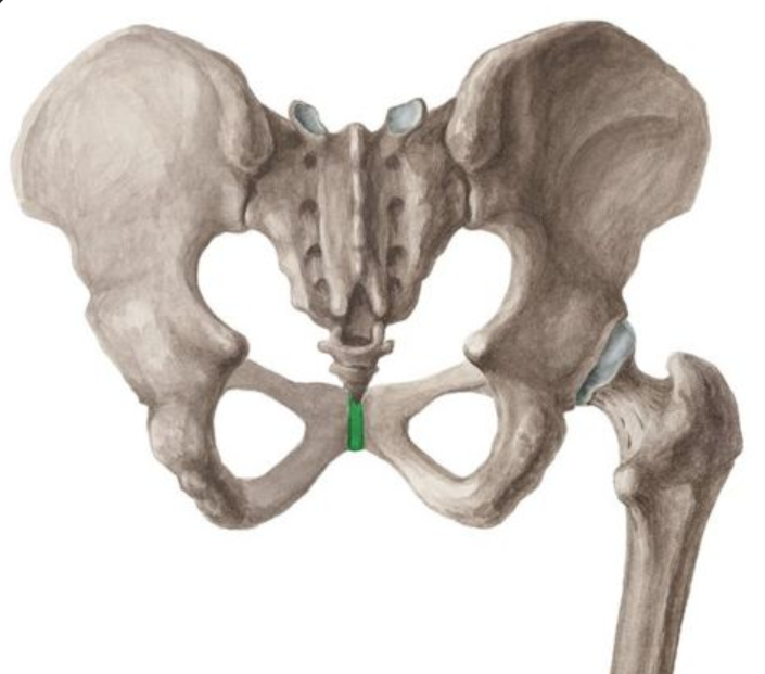 <p>What is the name of the green-colored joint?</p>