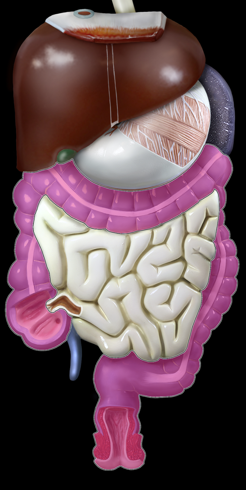 <p>large intestine</p>