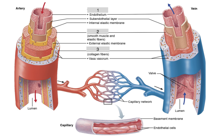 <p>The innermost layer of blood vessels; a thin layer of endothelium with a CT basement membrane</p>