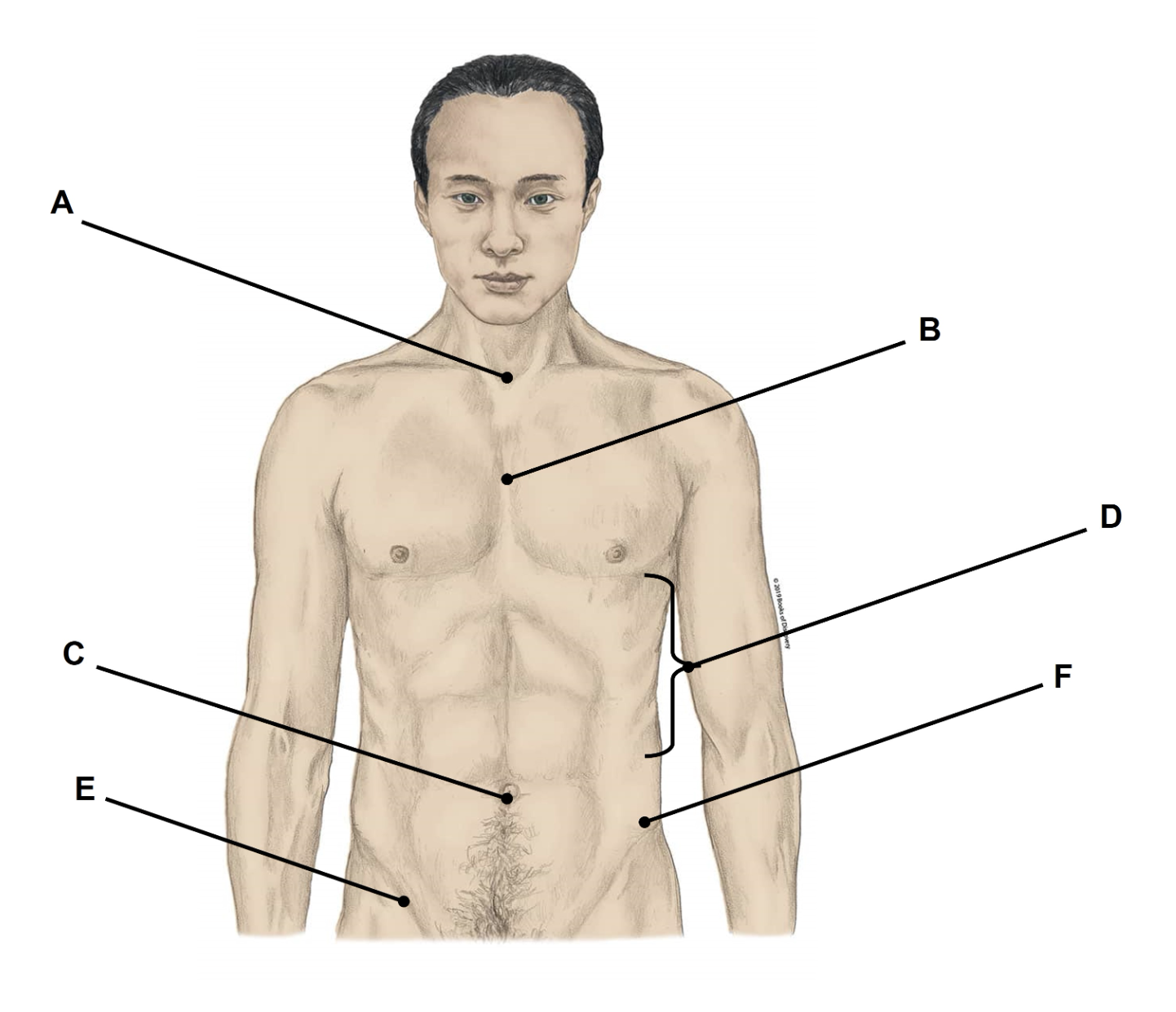 <p><span>Match the appropriate term with the landmark or structure (A-F) identified in the picture below. Answers are used once and there are incorrect choices. NO partial credit.</span></p>