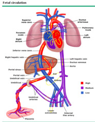 <p>foetal blood vessle connecting the umbilical vein to the inferior vena cava. carries mostly oxygenated blood</p>