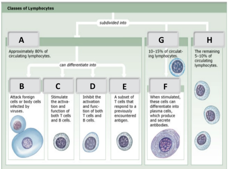 <p>NK cells</p>