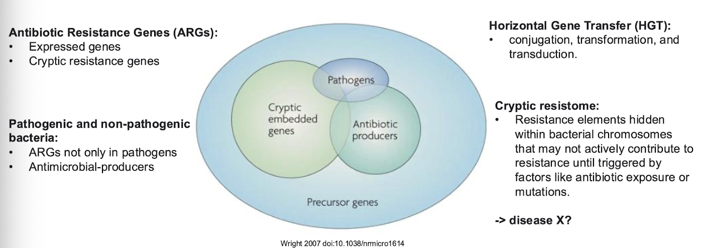 <p>= <strong>comprises ALL the antibiotic resistance genes</strong> (ARGs)</p><ul><li><p>Includes <strong>resistance elements</strong><span style="color: green;"> found in both pathogenic bacteria and antibiotic-producing bacteria</span> - expressed as genes</p></li><li><p><strong>Cryptic resistance genes</strong> (which are not necessarily expressed) that are present in bacterial chromosomes.</p></li></ul><p></p>