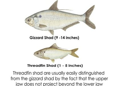 <p>Dorosomatidae</p><p><span>Dorosoma petenense (Threadfin shad) </span></p>