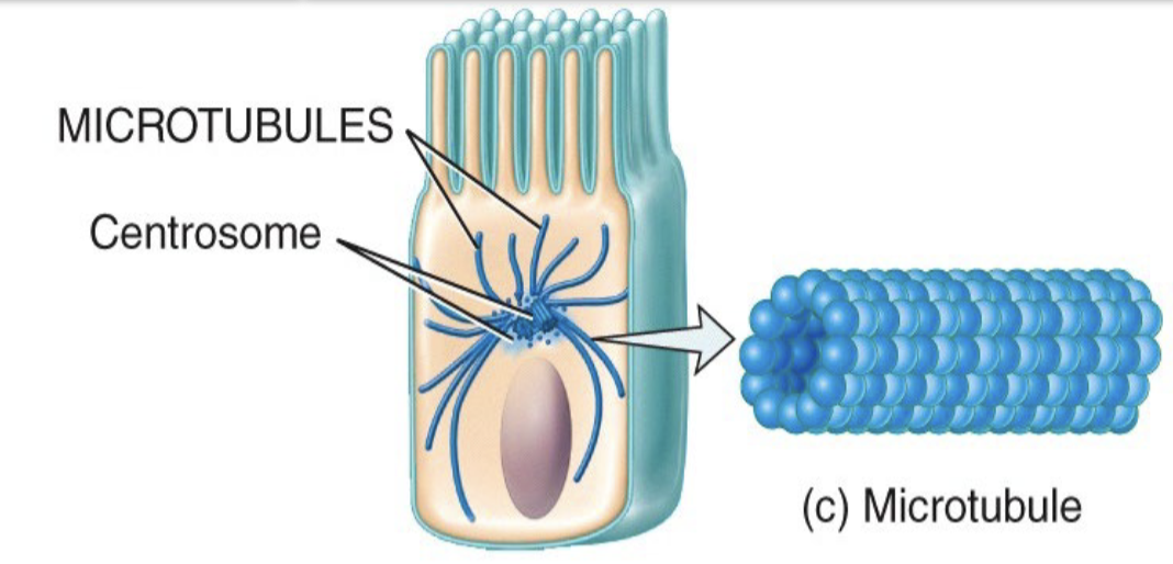 <p>Functions of microtubules</p>