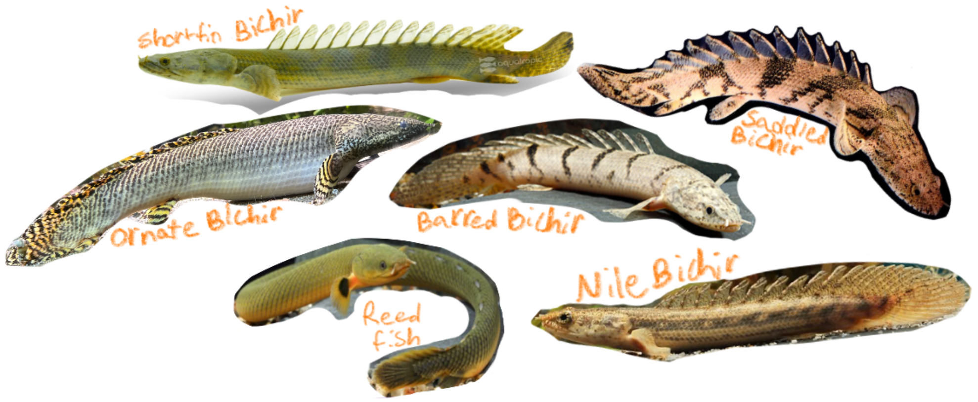 <p>Bichirs &amp; Reedfish</p><p>(Poly: “Many”</p><p>Pteron: “Wing” or “Fin”)</p><p>Includes: Reedfish, Barred bichir, Saddled bichir, Ornate bichir, Shortfin bichir, Nile bichir</p><p>*Found in temperate</p>