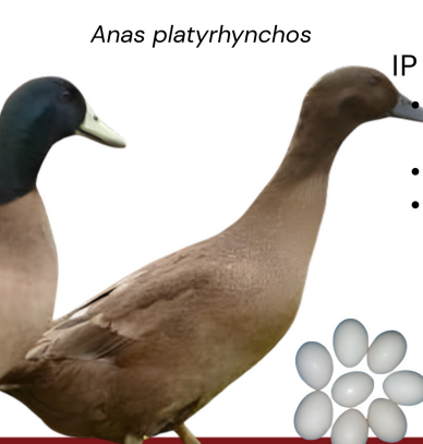 <ul><li><p>egg type</p></li><li><p>Philippines</p></li><li><p>Brown plummage, females lighter brown, males darker, early layer, 18 weeks, high productivity</p></li></ul><p></p>