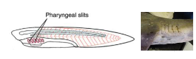 <p>•Openings that lead from the pharyngeal</p><p>cavity to the outside.</p><p>Protochordates: Filter feeding apparatus.</p><p>Aquatic vertebrates: Give rise to gills.</p><p>Tetrapodes: Give rise to different structures</p><p>(middle ear, tonsils, glands)</p>